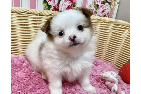 販売中の秋田県のポメチワ:ポメラニアン×チワワ-393357の11枚目