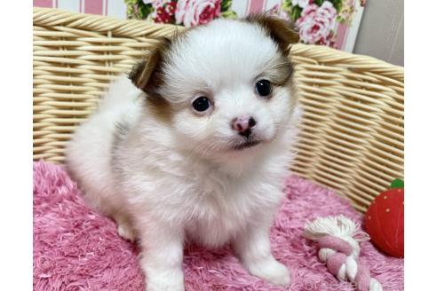 販売中の秋田県のポメチワ:ポメラニアン×チワワ-393357の10枚目