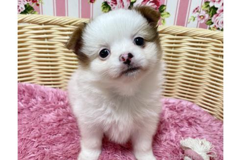 販売中の秋田県のポメチワ:ポメラニアン×チワワ-393357の9枚目