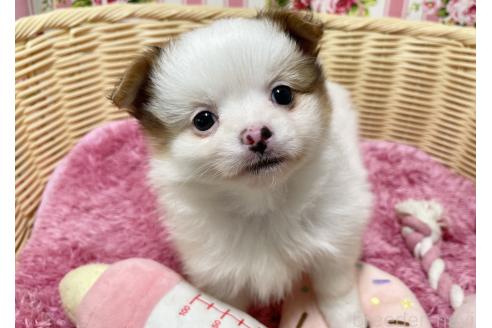 販売中の秋田県のポメチワ:ポメラニアン×チワワ-393357