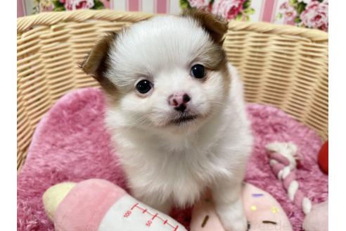 販売中の秋田県のポメチワ:ポメラニアン×チワワ-393357の8枚目