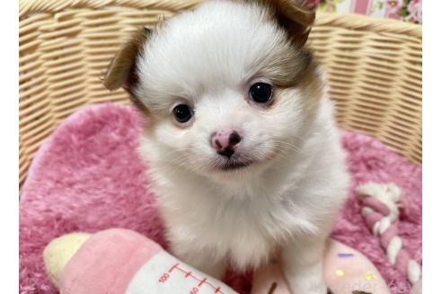販売中の秋田県のポメチワ:ポメラニアン×チワワ-393357の5枚目