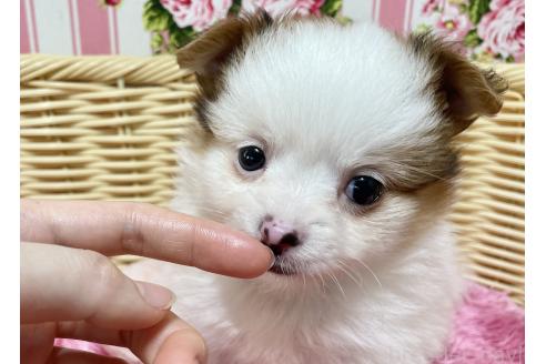 販売中の秋田県のポメチワ:ポメラニアン×チワワ-393357の4枚目