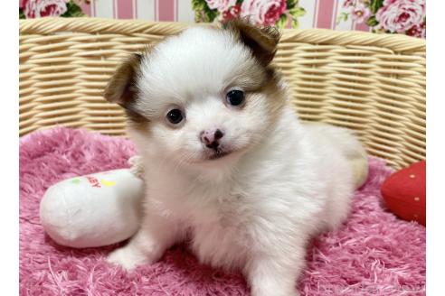 販売中の秋田県のポメチワ:ポメラニアン×チワワ-393357の2枚目
