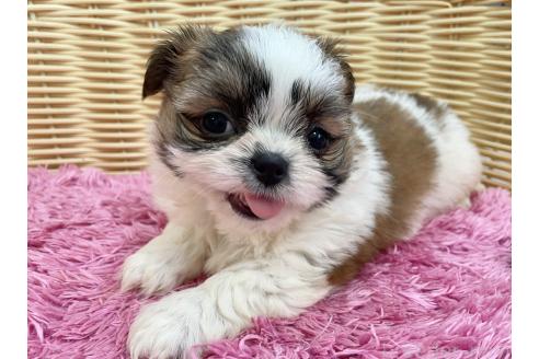 販売中の秋田県のチワズー:チワワ×シーズー-393353