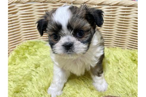 販売中の秋田県のチワズー:チワワ×シーズー-393351の7枚目