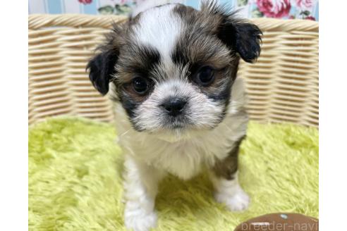 販売中の秋田県のチワズー:チワワ×シーズー-393351の6枚目