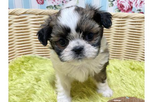 販売中の秋田県のチワズー:チワワ×シーズー-393351の5枚目