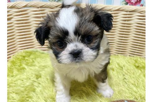販売中の秋田県のチワズー:チワワ×シーズー-393351の4枚目