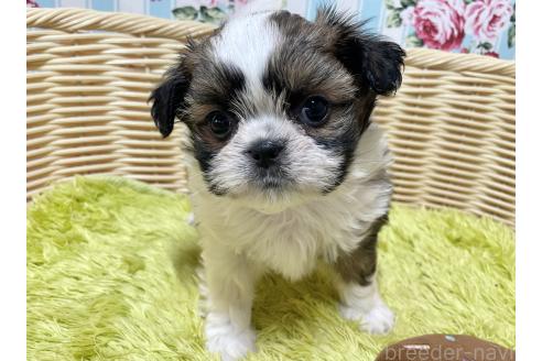販売中の秋田県のチワズー:チワワ×シーズー-393351の3枚目