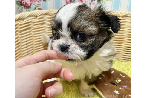 販売中の秋田県のチワズー:チワワ×シーズー-393351の2枚目