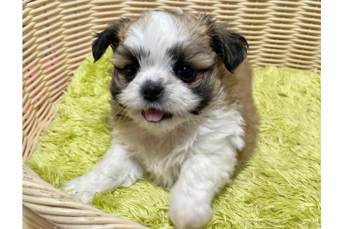 販売中の秋田県のチワズー:チワワ×シーズー-393352の12枚目