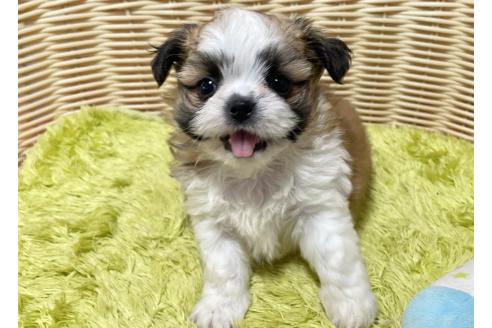 販売中の秋田県のチワズー:チワワ×シーズー-393352の11枚目