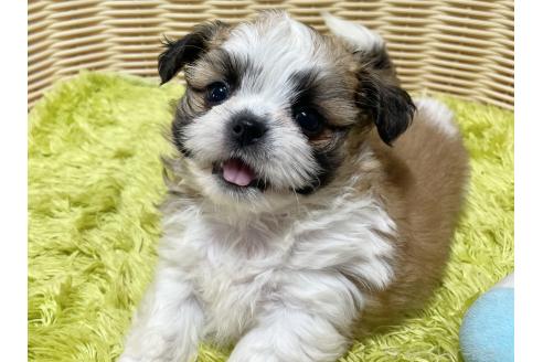 販売中の秋田県のチワズー:チワワ×シーズー-393352の10枚目