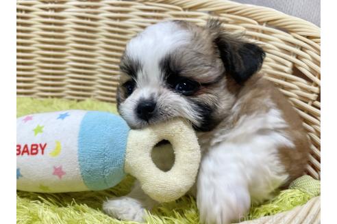 販売中の秋田県のチワズー:チワワ×シーズー-393352の9枚目