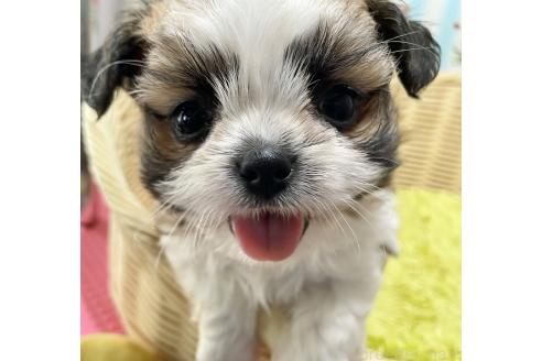販売中の秋田県のチワズー:チワワ×シーズー-393352の7枚目