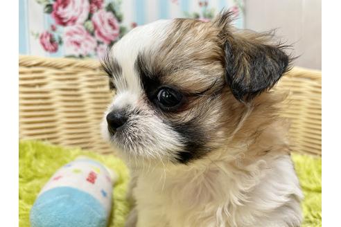 販売中の秋田県のチワズー:チワワ×シーズー-393352の6枚目