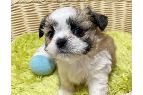 販売中の秋田県のチワズー:チワワ×シーズー-393352の4枚目