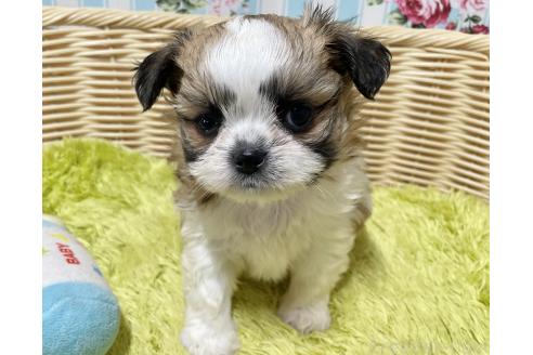 販売中の秋田県のチワズー:チワワ×シーズー-393352の2枚目
