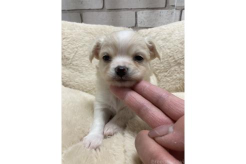 販売中の北海道のチワワ(ロングコート)-393343の2枚目