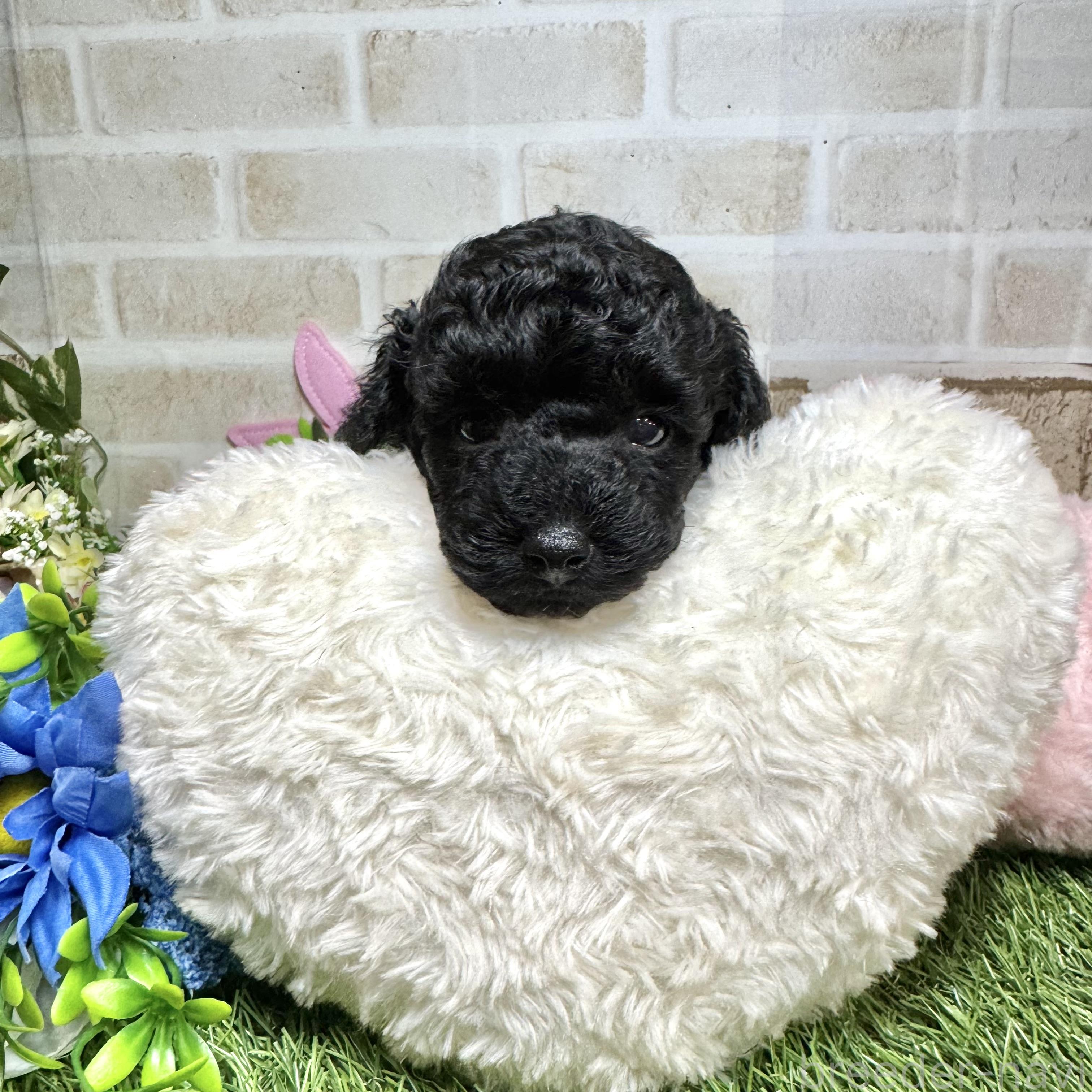 販売中の愛知県のタイニープードル-392168の2枚目