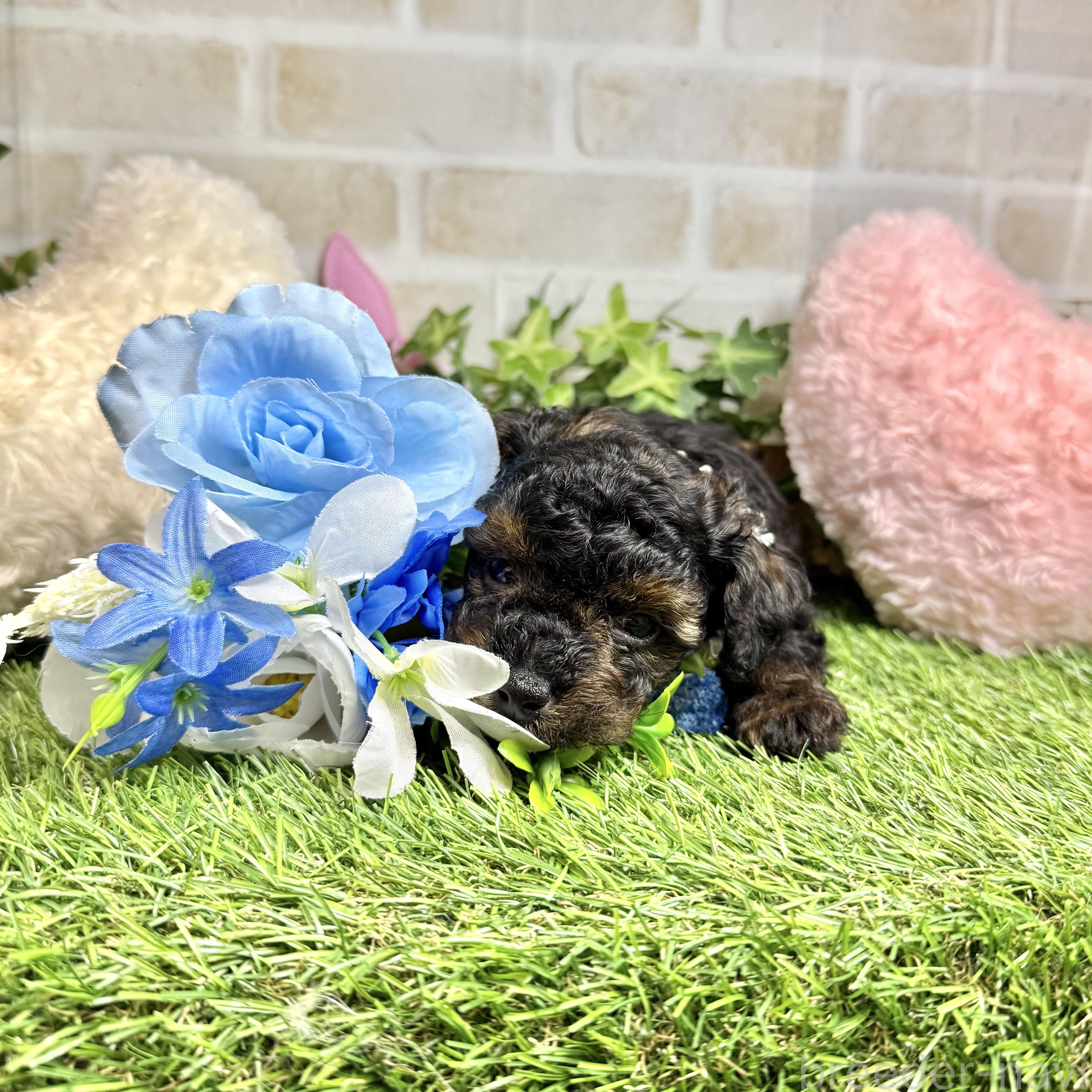販売中の愛知県のタイニープードル-392171の1枚目