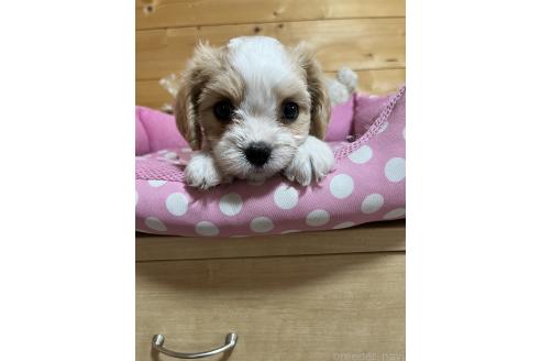 販売中の埼玉県のキャバマル:キャバリア×マルチーズ-393349の6枚目
