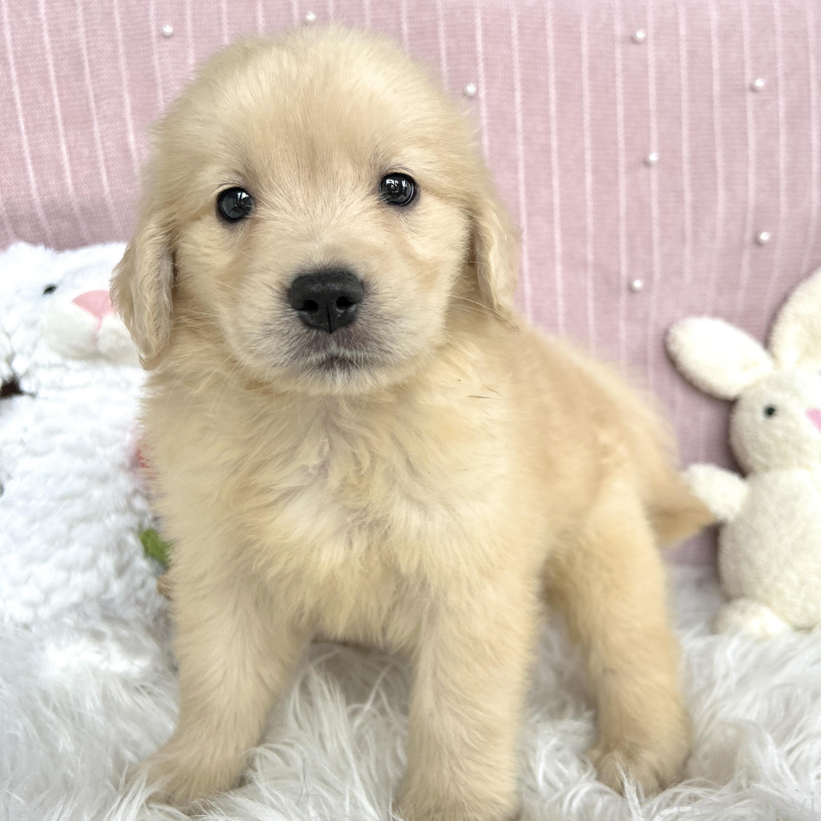 販売中の栃木県のゴールデンレトリーバー-391690