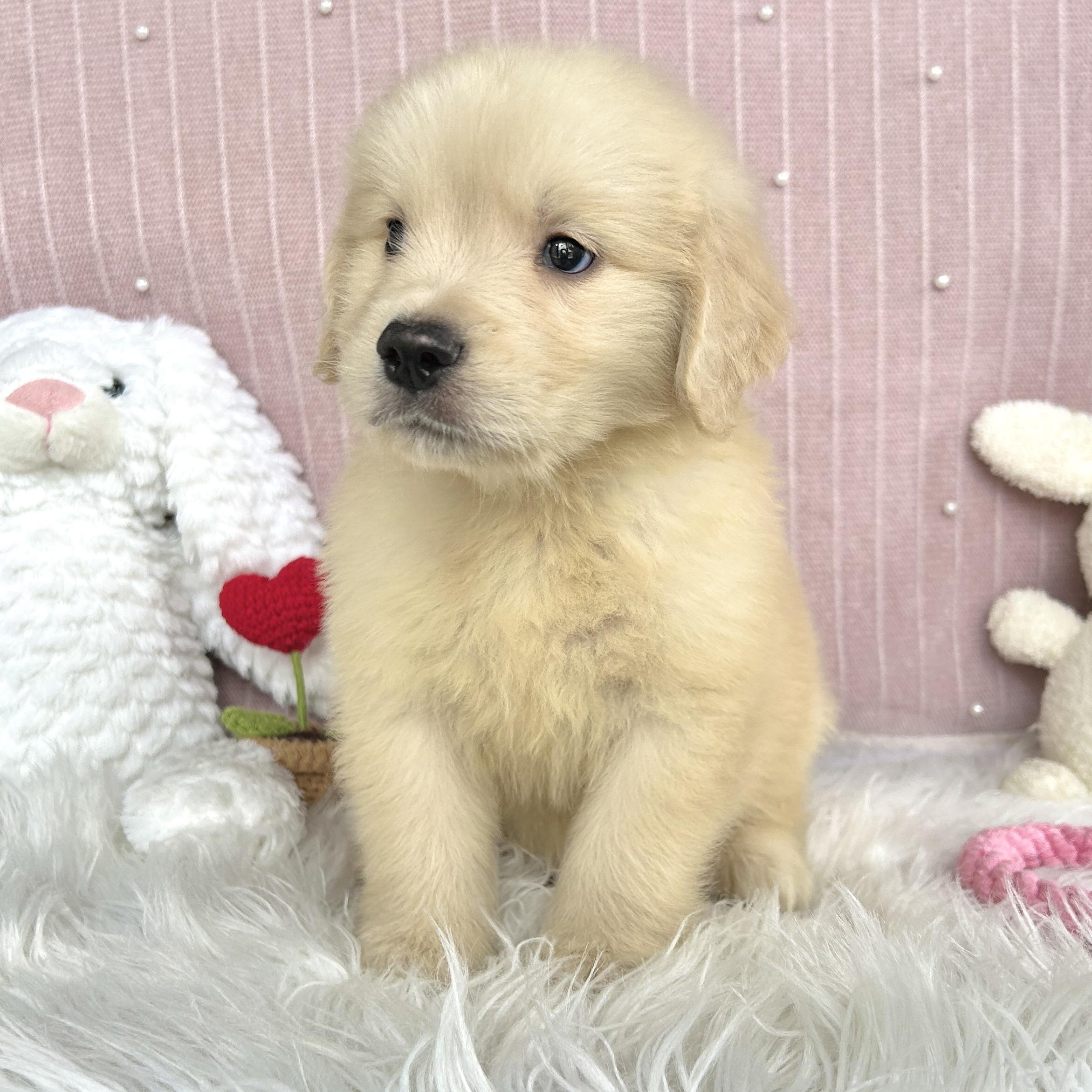販売中の栃木県のゴールデンレトリーバー-391685の14枚目