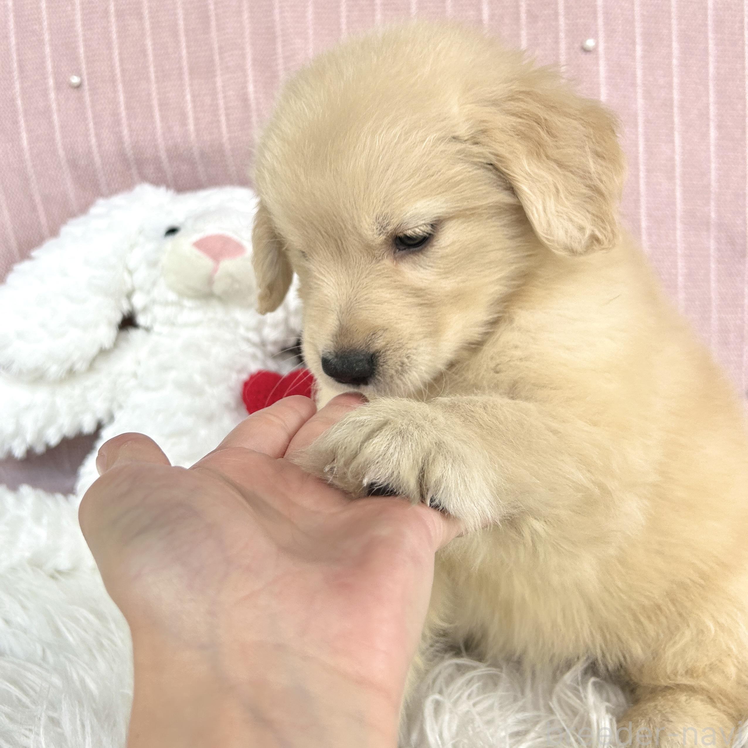 成約済の栃木県のゴールデンレトリーバー-391683の4枚目