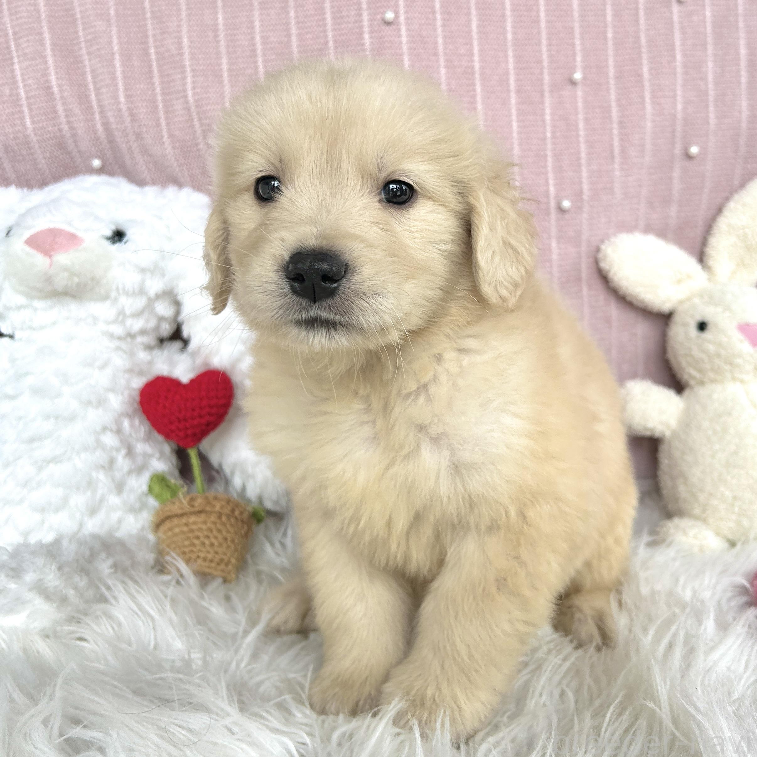 販売中の栃木県のゴールデンレトリーバー-391684の2枚目