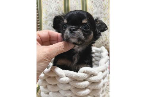 販売中の広島県のチワワ(ロングコート)-393366の5枚目