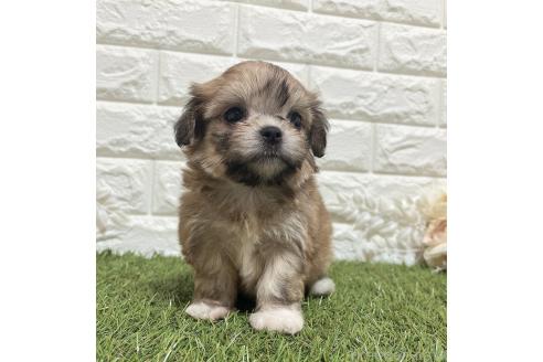 販売中の福岡県のチワマル:チワワ×マルチーズ-386023の3枚目