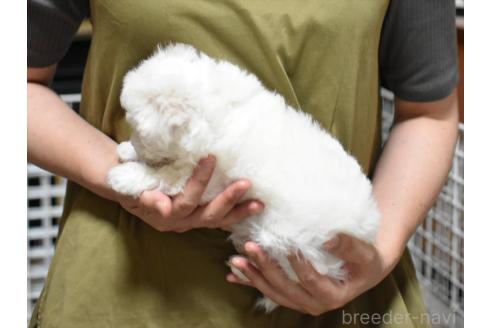 販売中の愛知県のビションフリーゼ-393380の12枚目
