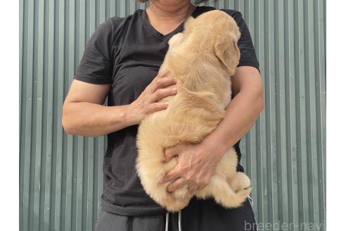 販売中の岐阜県のゴールデンドゥードル:ゴールデンレトリーバー×プードル-393385の2枚目