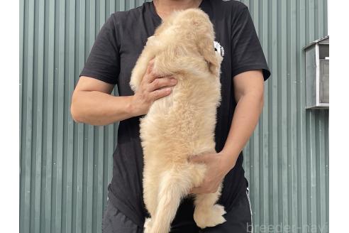販売中の岐阜県のゴールデンドゥードル:ゴールデンレトリーバー×プードル-393386の2枚目