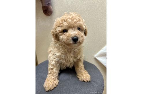 販売中の東京都のビションプー:ビションフリーゼ×トイプードル-387432の10枚目