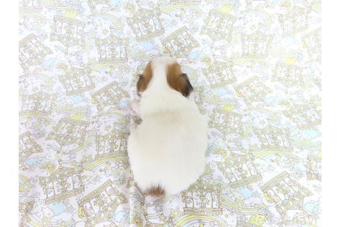 販売中の千葉県のパピヨン-393388の5枚目