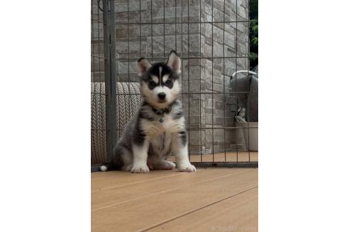 販売中の茨城県のシベリアンハスキー-392145の1枚目