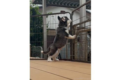 販売中の茨城県のシベリアンハスキー-392145の2枚目