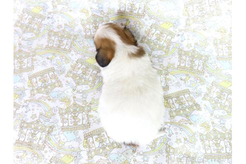 販売中の千葉県のパピヨン-393391の6枚目