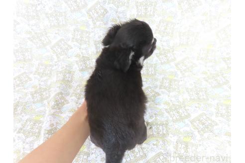 販売中の千葉県のチワワ(ロングコート)-385609の7枚目