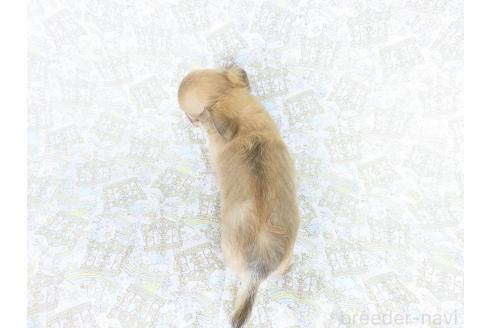 販売中の千葉県のチワワ(ロングコート)-385608の6枚目