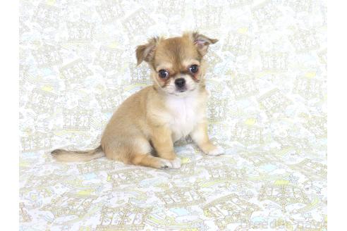 販売中の千葉県のチワワ(ロングコート)-385608の4枚目