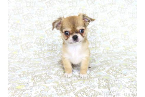 販売中の千葉県のチワワ(ロングコート)-385608の2枚目
