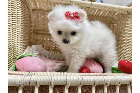販売中の神奈川県のポメラニアン-393394の5枚目