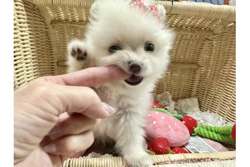 販売中の神奈川県のポメラニアン-393394の4枚目