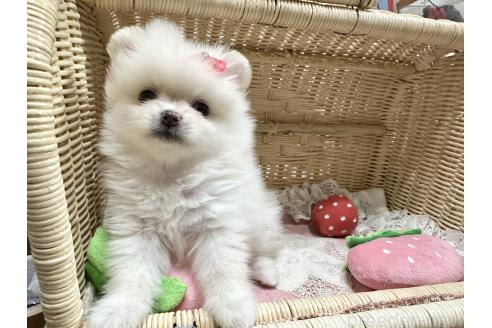 販売中の神奈川県のポメラニアン-393394の3枚目