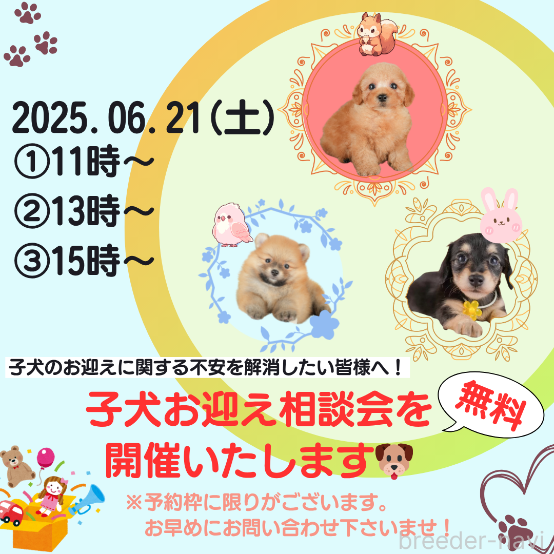 販売中の東京都のミニチュアダックスフンド(ロングヘアード)-392313の2枚目