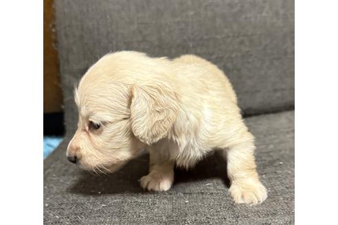 販売中の鹿児島県のミニチュアダックスフンド(ロングヘアード)-393418の3枚目